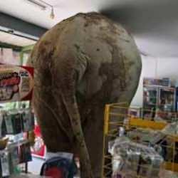 Tayland'da market sahibi, atıştırmalıkları yiyen fili sapanla kovaladı