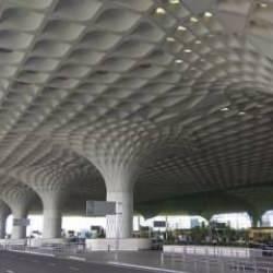 Valizden 48 zehirli yılan ve 5 kaplumbağa çıktı