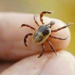 İstanbul'da endişe veren artış: Ense, koltuk altı ve diz arkalarına dikkat!