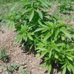 Bingöl'de kenevir ve kaçak tütün ele geçirildi