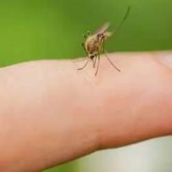 Bu taktikler sinekleri hemen uzaklaştırıyor! Sinek ısırığından kurtulacaksınız