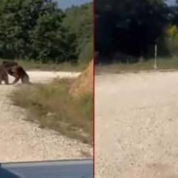 Bursa'da ayı kavgası: Uçurumdan yuvarlandılar! O anlar kamerada