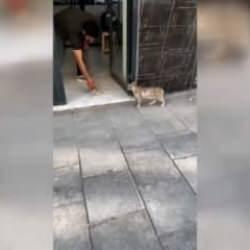 Çorum'da anne kedi, yavrusunu veterinere getirip tedavi ettirdi