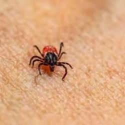 Kenelerden kalkan gibi koruyan taktikler! Hepsini bir bir uzaklaştıracak