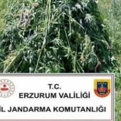 Erzurum’da 867 kök kenevir bitkisi ele geçirildi