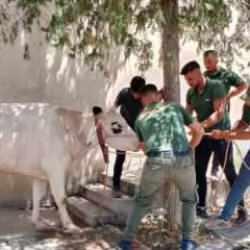 Gaziantep Büyükşehir'in kurban mesaisi yoğun geçti