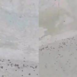 İstanbul'da o ilçede kene paniği! istila ettiler