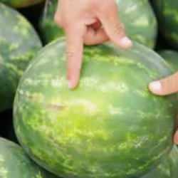 Karpuz seçme çilesi bitiyor! En iyi karpuzu artık şıp diye bulacaksınız
