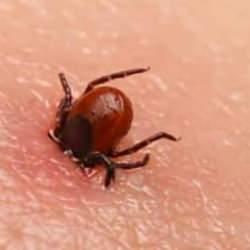 Kene ısırığı durumunda ne yapmalıyız? Keneden korunma yolları nelerdir?