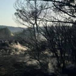 İki d&ouml;n&uuml;m arazi ve 22 Kızıl&ccedil;am k&uuml;l oldu! 