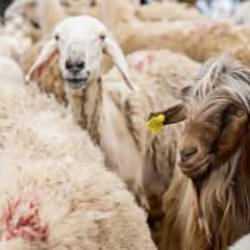 15 Temmuz şehitleri i&ccedil;in Suriye&rsquo;de 253 şehit anısına 253 kurban!