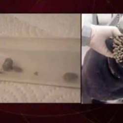 Sokak hayvanlarındaki kene tehlikesini Prof Dr. Hüseyin Çetin ayrıntılarıyla anlattı...