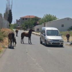 Tekirdağ’da sokakta gezen atlar sürücülere zorluk çıkarıyor