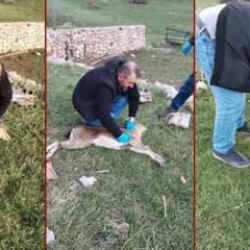 Yaban keçisi kalp masajıyla hayata döndürüldü