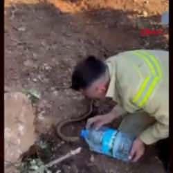 Yangından etkilenen kertenkeleyi suyla serinletti