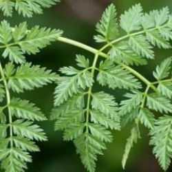 Yaprakları maydanoza benziyor! Baldıran otu tadına bakanı zehirliyor