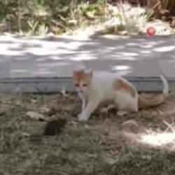 Kediye saldıran fare şaşırttı! Diyarbakır'da alışılmadık anlar