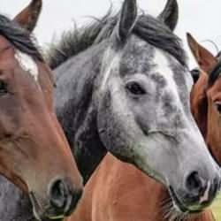 Atlara nal takılmadığında neler olur? Bu sorunun cevabı sizi şaşkına çevirecek!