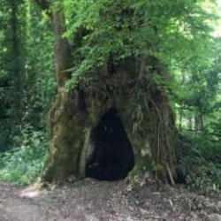 Bartın&rsquo;da 500 yılı aşkın yaşı olduğu d&uuml;ş&uuml;n&uuml;len &ccedil;ına ağacı bulundu