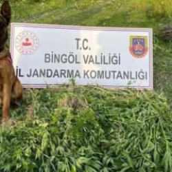 Bingöl'de 4 günde 14 bin 933 kök kenevir ele geçirildi
