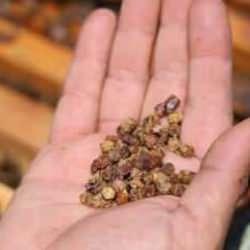 Birkaç yıl önce çöpe atılıyordu, şimdi kilosu 3 bin TL’den satılıyor