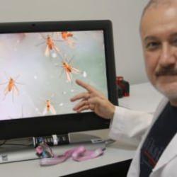 Bu sineğe dikkat! Uzmanlar uyardı: 'Ölüme kadar götürüyor'