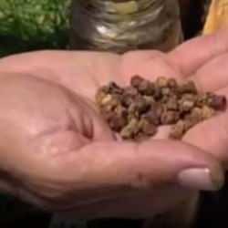 Çöpe gidiyordu, şimdi kilosu 3 bin lira