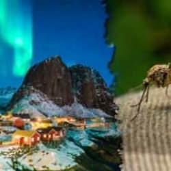 Dünya üzerinde sivrisinek yaşamayan tek ülke! Sebebi sadece soğuk değil…