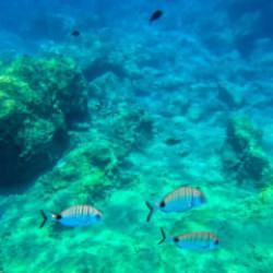 Fethiye&rsquo;nin renkli su altı d&uuml;nyası: Dalış turlarıyla keşfediliyor!