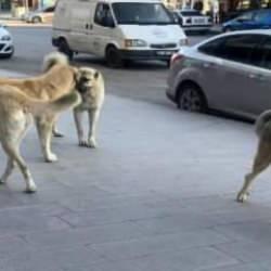 'Hayvan sevgisi' maskesiyle büyük vurgun: 5 dernek, 10 tutuklu!
