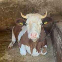 Dolandırıcılıkta şoke eden y&ouml;ntem: 115 TL'ye inek aldılar