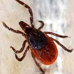 Kene tutundukça hastalık riski artıyor: Uzman isim üstüne basa basa uyardı!