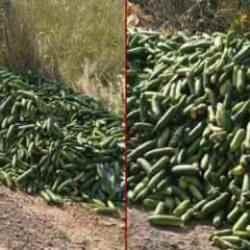 Kocaeli'de tepki çeken görüntü: Kilolarca salatalığı yol kenarına attılar