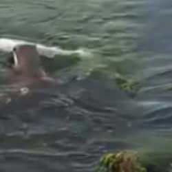 Nesli tükenme tehlikesinde: Nadir görülen su samurunun balık ziyafeti 