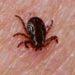 Uzmanlar açıkladı: Bu kan grubuna sahip kişiler kene tehlikesine daha açık!