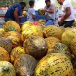 Bal gibi kavun seçmenin sırrı: İşte o işaretler!