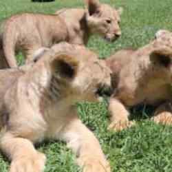 Cumhurbaşkanı Erdoğan'a hediye edilen aslanların 3 yavrusu dünya geldi