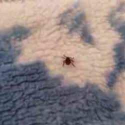 Evde kene olur mu demeyin! Evde köpeğiniz varsa dikkat!