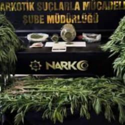 Evinin bahçesinde Hint keneviri yetiştiren şüpheli tutuklandı