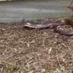 İstanbul'un 3 ilçesi için uyarı üstüne uyarı: Boyu 2,5 metreyi buluyor, öldürmeyin