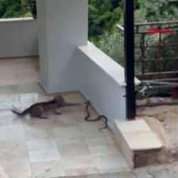 Kedi ile yılanın birbirleriyle mücadelesi kamerada