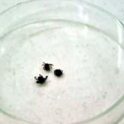 Kene bir ilde daha can aldı! Sayı giderek artıyor