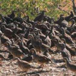 Kene ile mücadele: Yüzlerce keklik doğaya salındı