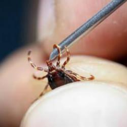 Çankırı'da kene can aldı! Ölenlerin sayısı 16'ya çıktı