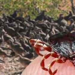 Kenenin baş düşmanı! Yüzlercesi doğaya bırakıldı