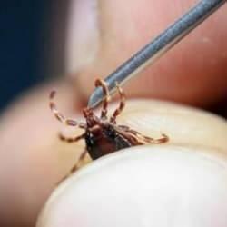 KKKA Tehlikesi! Uzmanı uyardı: Hayvan teması risk oluşturuyor  