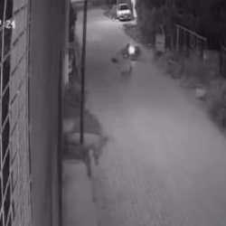Motosikletiyle köpeğe çarpan sürücü 10 gün sonra öldü; kaza kamerada