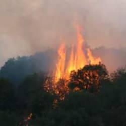 Sıcaklıklar arttı, kabus başladı: Orman yangınlarına karşı bu uyarılara dikkat!