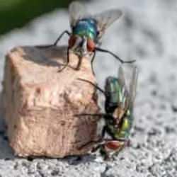 Sineklerden kurtulmak için camları kapatmanıza ya da kimyasal kullanmanıza gerek yok!