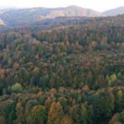 Valilik kararı duyurdu: 30 Eylül'e kadar ormanlara girişler yasak!